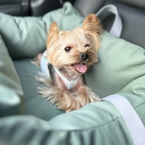 Hundekissen für das Auto – Schutz und Komfort unterwegs 