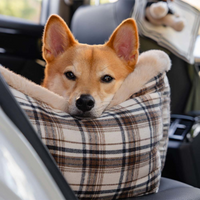 Reisebank für Hunde – Bequem und einfach zu installieren 