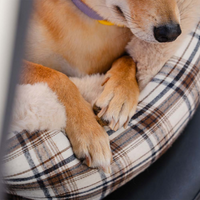 Reisebank für Hunde – Bequem und einfach zu installieren 